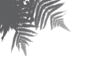 Gölgelerin yaz arkaplan yaprakları beyaz bir duvarda. Fotoğraf ya da maketi kaplamak için beyaz ve siyah