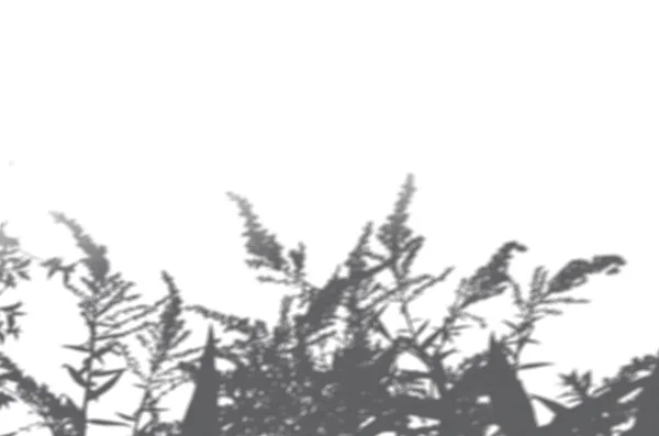 Sommer Hintergrund der Schatten Zweigblätter auf einer weißen Wand. Weiß und Schwarz zum Überlagern eines Fotos oder einer Attrappe — Stockfoto