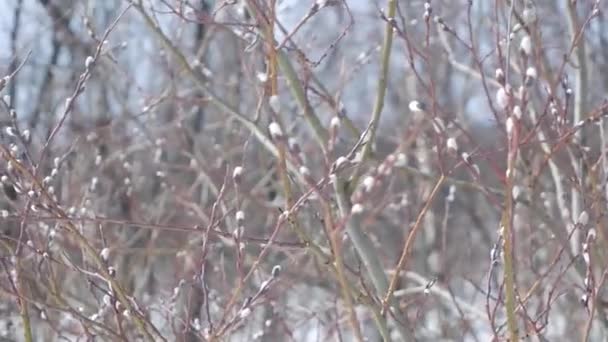 En närbild av en pilkvistar med vårknoppar på en solig dag, pilkatkins, selektivt fokus, påsk bakgrund eller koncept. Vårknoppar på pilträdet — Stockvideo