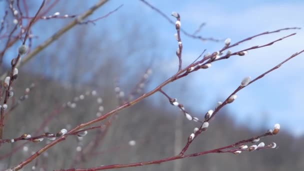 Eine Nahaufnahme einer Weide mit Frühlingsknospen an einem sonnigen Tag, Weidenkätzchen, selektiver Fokus, Osterhintergrund oder Konzept. Frühlingsknospen auf der Weide — Stockvideo