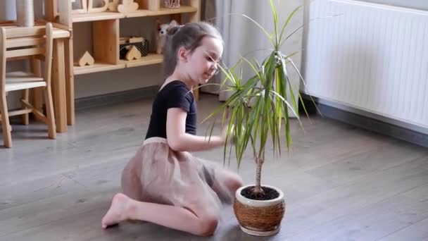 La bambina è piante d'appartamento un fiore in vaso a casa. Pulisce le foglie di una pianta — Video Stock