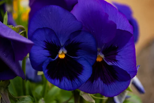 Aproape Flori Frumoase Colorate Vibrante Grădină — Fotografie, imagine de stoc