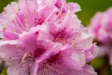 Güzel pembe çiçeklerin seçici odağı.