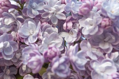 Tam Çerçeve Görüntü Arkaplanı Mor Leylak Çiçekleri