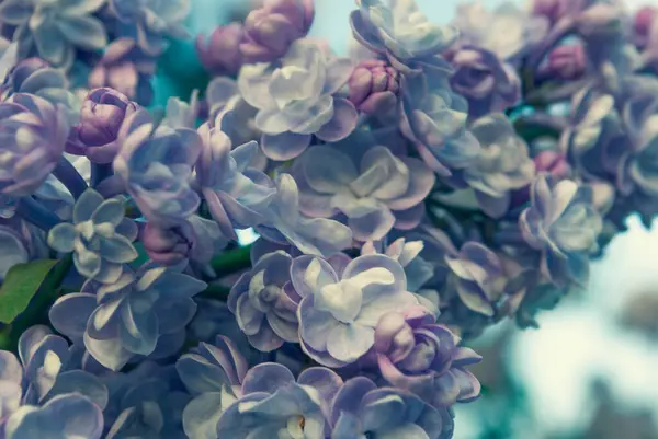 Full Frame Obrázek Pozadí Fialové Lilac Květiny — Stock fotografie