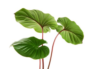 Homalomena foliage, Green leaf with red petioles isolated on white background, with clipping path    clipart