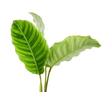 Calathea zebrina yeşilliği veya Zebra bitkisi, egzotik tropikal yaprak, kesme yolu ile beyaz arka planda izole                                