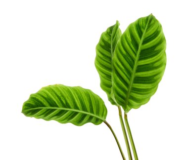 Calathea zebrina yeşilliği veya Zebra bitkisi, egzotik tropikal yaprak, kesme yolu ile beyaz arka planda izole                                