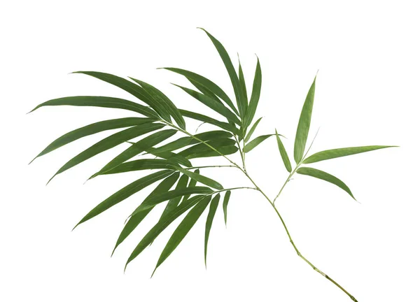 Liście Bambusa Łodygami Zielone Liście Odizolowane Białym Tle Ścieżką Wycinania — Zdjęcie stockowe