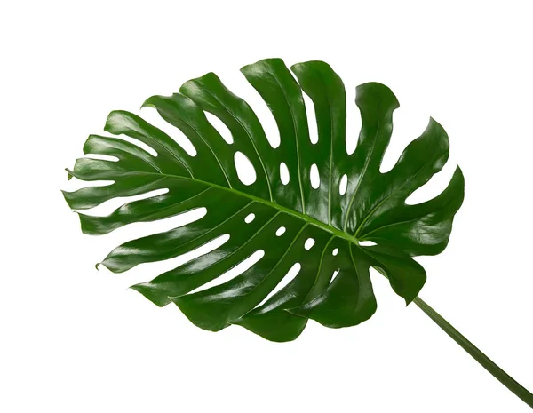 Monstera Deliciosa Leaf Swiss Cheese Plant Isolated White Background Clipping — Stock Photo, Image