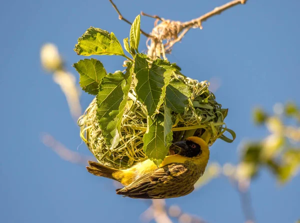 Maschio Sud Mascherato Tessitore Pende Sotto Nido Che Sta Costruendo — Foto Stock