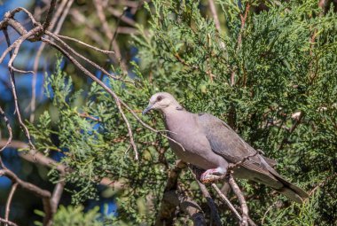 Kırmızı gözlü bir güvercin, Güney Afrika 'da Highveld' da bir şehir bahçesinde sessizce bir dalın üzerine tünemiş ve fotokopi alanı yatay formatta.