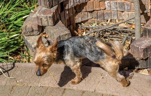 Chien Mâle Lève Jambe Contre Mur Briques Extérieur Dans Image — Photo