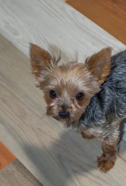 Portrait Minuscule Terrier Yorkshire Avec Une Image Coiffure Découpée Été — Photo