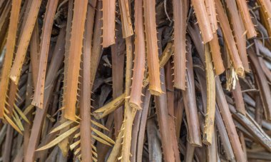 Yaprak çok keskin dikenli kökleri kopyalama alanı ile arka plan kullanımı için yakın görüntü görüntüsü