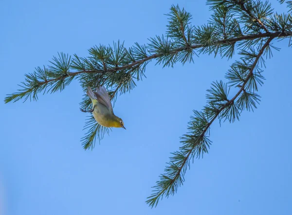 Concept Vlucht Gevecht Een Kleine Vogel Vliegt Weg Van Een — Stockfoto