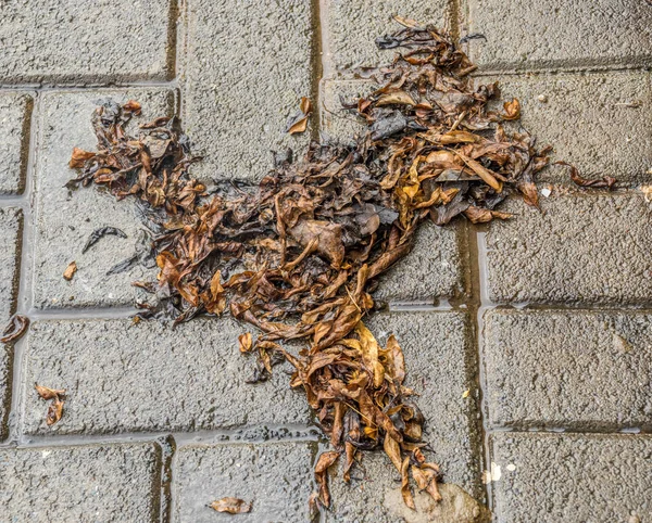 Hojas Descomposición Húmedas Una Superficie Ladrillo Mojado Después Imagen Lluvia —  Fotos de Stock