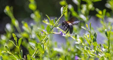 Uçan bir marangoz arısı doğadaki küçük mor bir çiçeğin üzerinde yatay formatta süzülür.