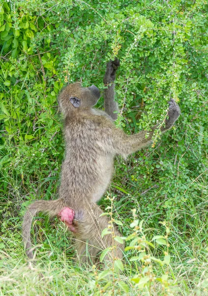 在南非克鲁格国家公园里 一只幼龄的狒狒正在以垂直的形式觅食浆果 — 图库照片