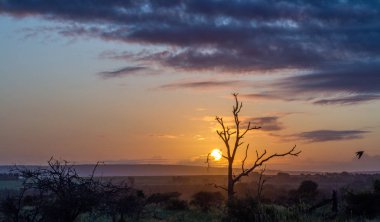 Güney Afrika 'daki Kruger Ulusal Parkı' nın güney kısmına yatay olarak çöker.