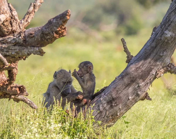 Female Chacma Baboon Young Isolated Image Horizontal Format — 图库照片