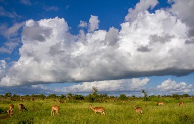 Clouds build up above the African landscape with wildlife and green countryside image for background use in horizontal format