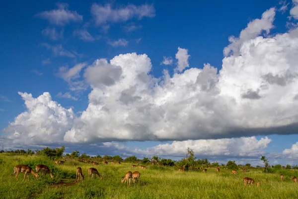 Clouds build up above the African landscape with wildlife and green countryside image for background use in horizontal format