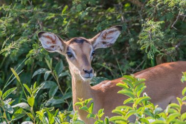 Portrait of a young impala ewe isolated in the African bush image in horizontal format