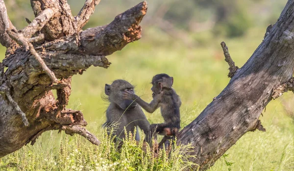 Female Juvenile Chacma Baboon Interaction Isolated Wild Image Horizontal Format — 图库照片