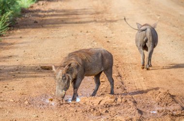 Two warthogs isolated wandering in the wild image in horizontal format
