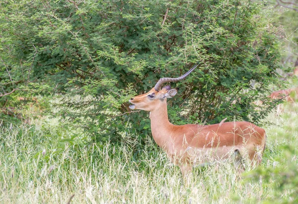 Impala Ram Fazendo Uma Chamada Acasalamento Para Atrair Ovelhas Isoladas — Fotografia de Stock