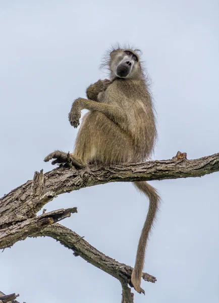 查玛狒狒放哨任务在高高的树梢上被隔离 在野外的图像中带有垂直格式的复制空间 — 图库照片