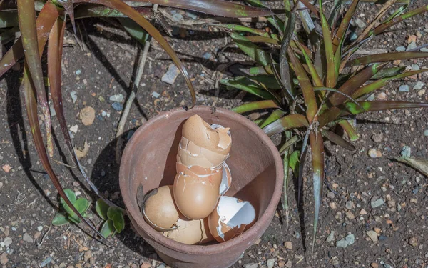 Cáscaras Huevo Para Triturar Para Hacer Imagen Fertilizante Jardín Natural —  Fotos de Stock