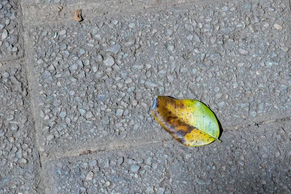 Uma Folha Outono Verde Amarela Isolada Uma Imagem Superfície Pavimentada — Fotografia de Stock