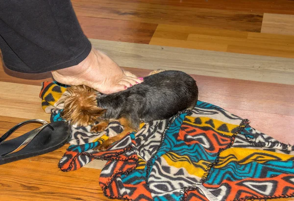 Human foot scratching a small dog lying on a colorful blanket on a wooden floor image in horizontal format