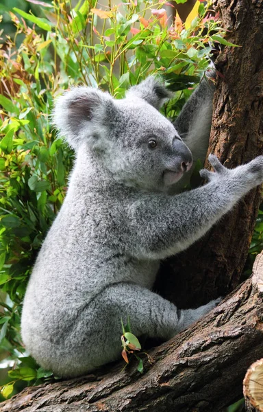 Koala Sitting Tree — Stock Photo, Image