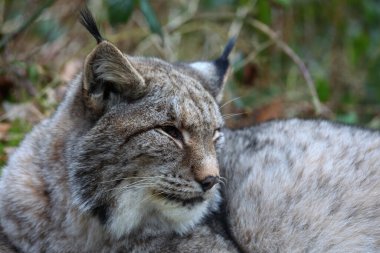Sola bakan bir vaşak.