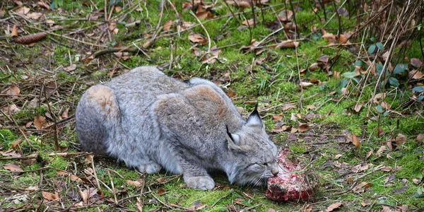 Lynx Eating His Prey — Stock Photo, Image