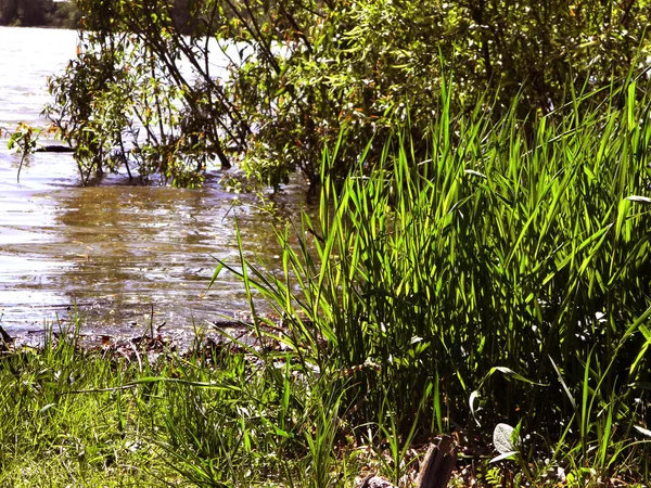 Erba Sulle Rive Del Fiume — Foto Stock