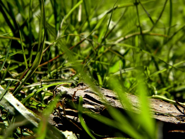 緑の草の上に横たわる木の樹皮 — ストック写真