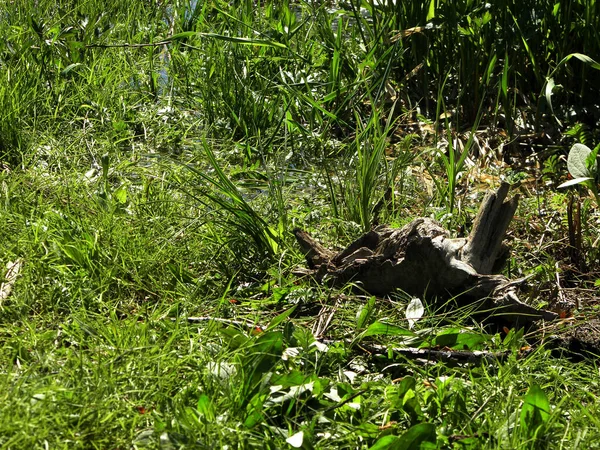 緑の草の上に横たわる木の樹皮 — ストック写真