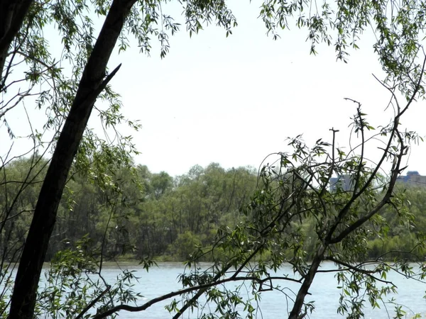 泉水河岸附近的植被 — 图库照片