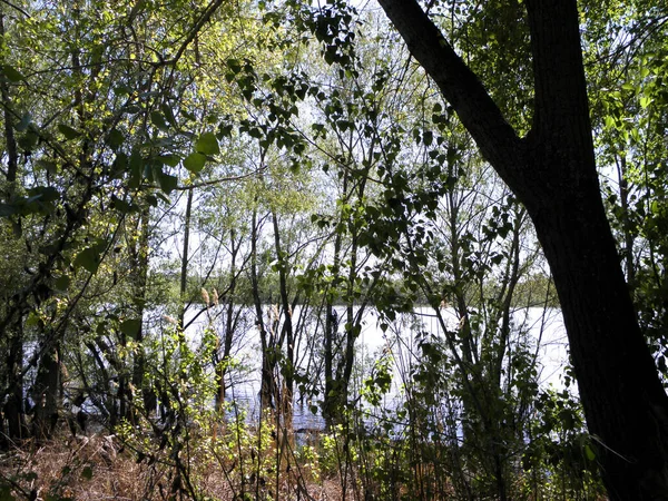 Vegetazione Vicino Alla Banca Sul Fiume Sorgente — Foto Stock