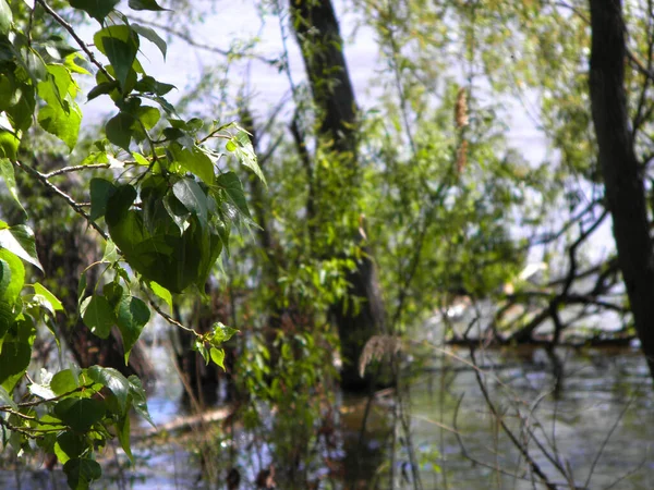 Alberi Sulla Riva Del Fiume Siberia — Foto Stock