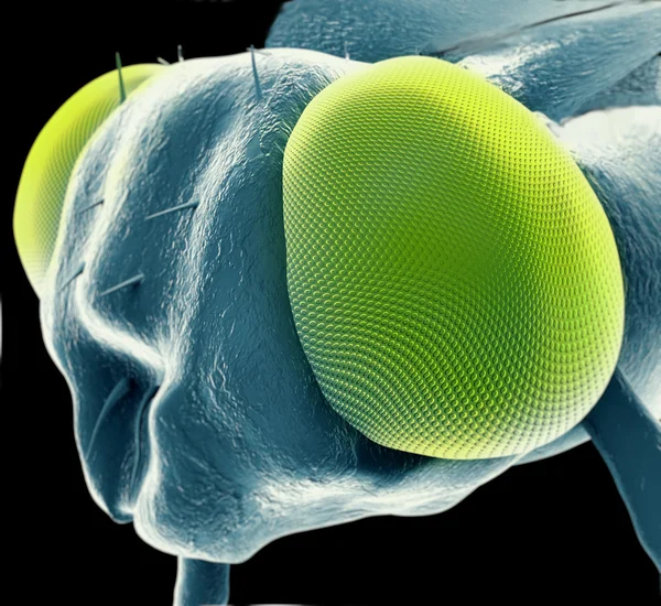 Detalle de una mosca en el microscopio — Foto de Stock