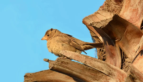 Kleine vogel op een tak — Stockfoto