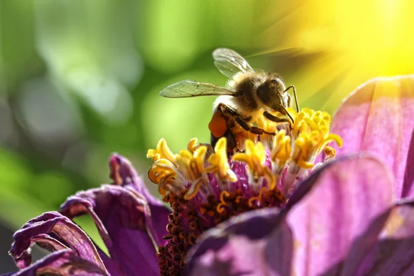 Abelha recolhe pólen na flor closeup — Fotografia de Stock