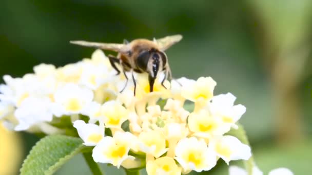 La abeja recoge el polen en la flor de cerca — Vídeos de Stock