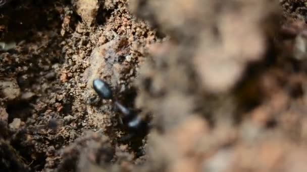 Крупный план муравьев — стоковое видео