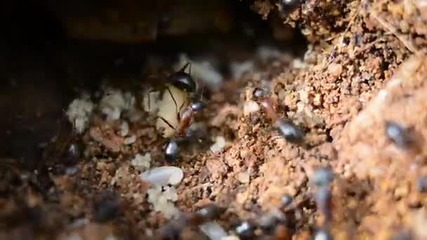 Primer plano de las hormigas con larvas — Vídeos de Stock